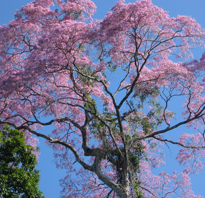 Brazilian Tree