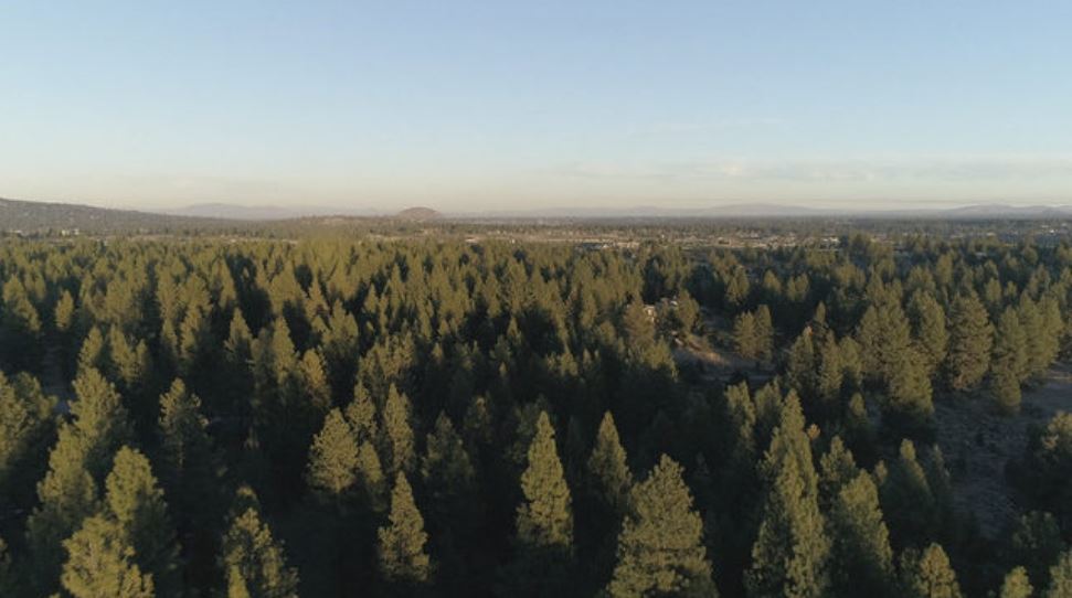 Central Oregon Forest