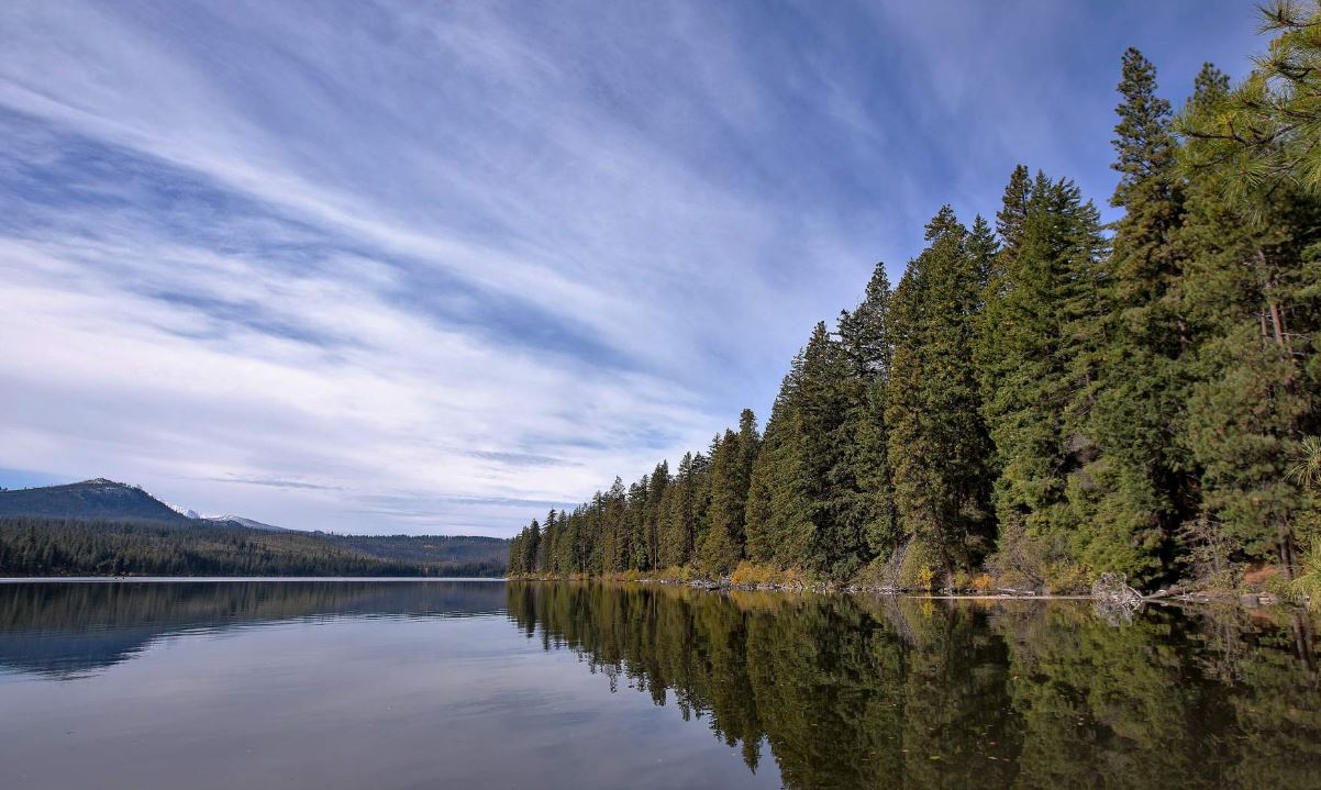 Central Oregon Forest