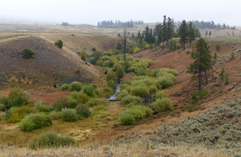 Blacktail Deer Creek