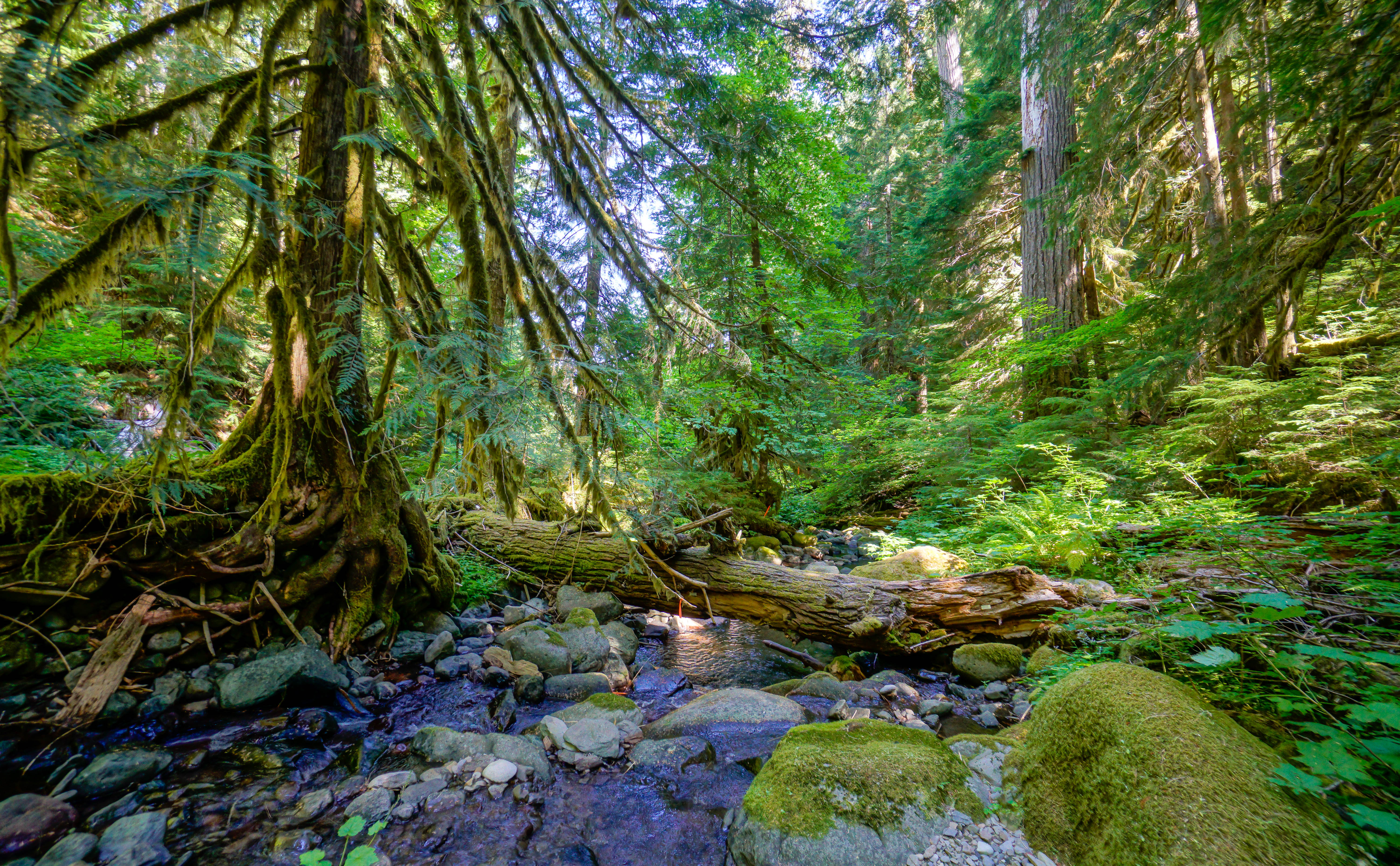 PNW Forest