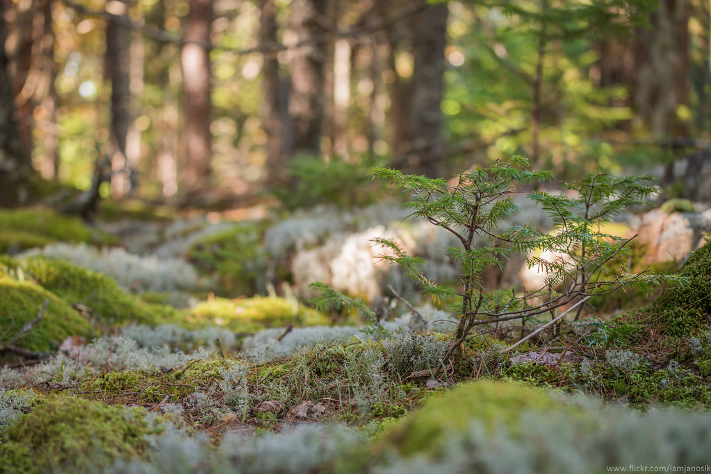 forest floor with greenery