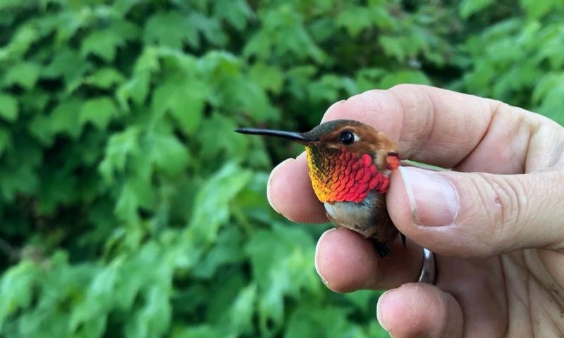 For Rufous Hummingbirds Migration Looks Different Depending On Age And